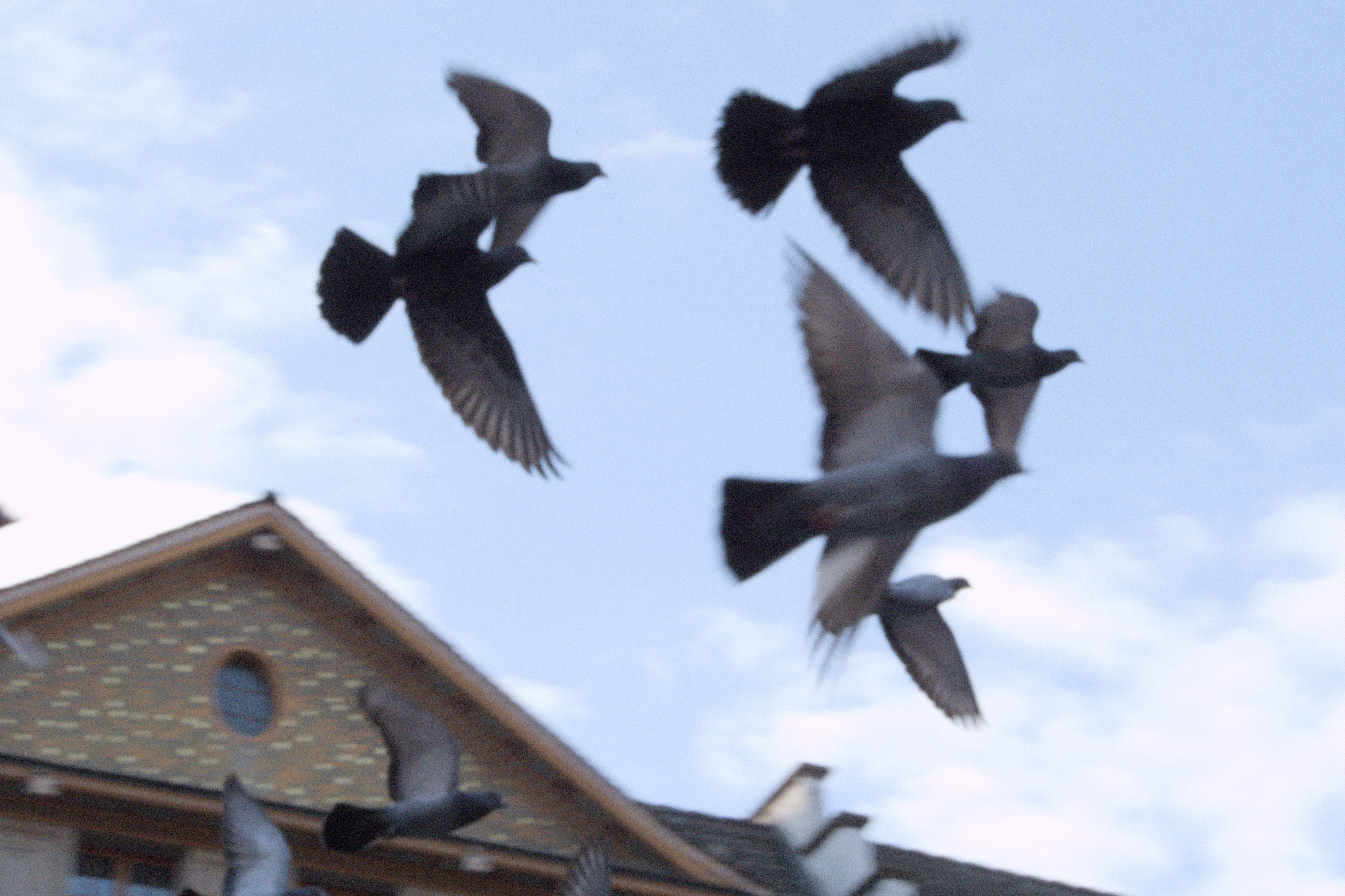 Pigeons taking flight